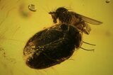 Two Fossil Beetles (Coleoptera) & Two Flies (Diptera) In Baltic Amber #105457-3